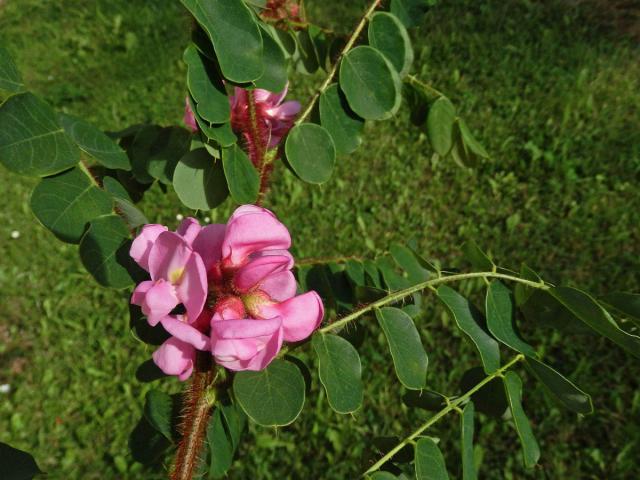 Trnovník lepkavý (Robinia viscosa Vent.)