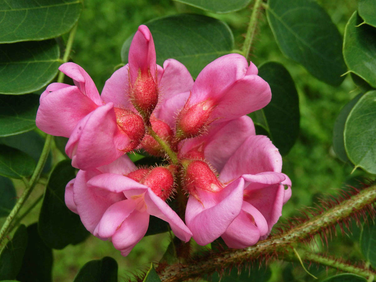 Trnovník lepkavý (Robinia viscosa Vent.)