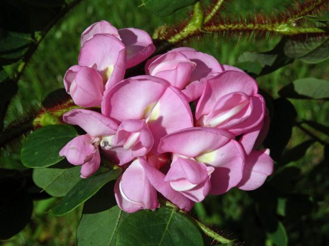 Trnovník lepkavý (Robinia viscosa Vent.)