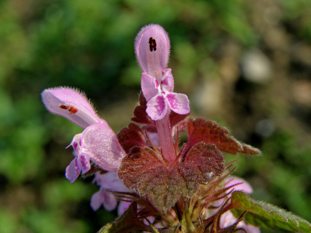 Hluchavka nachová (Lamium purpureum L.)