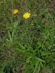 Mléč rolní (Sonchus arvensis L.)