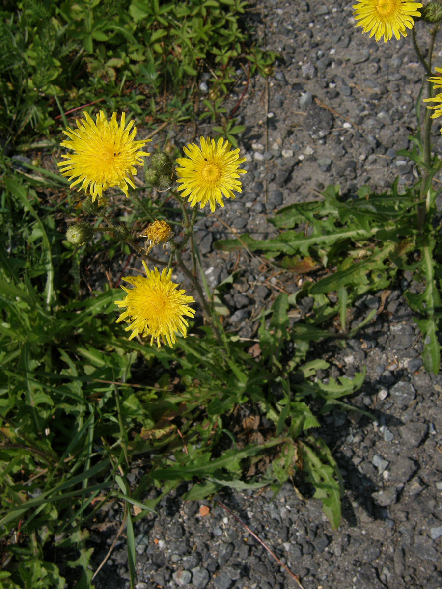 Mléč rolní (Sonchus arvensis L.)