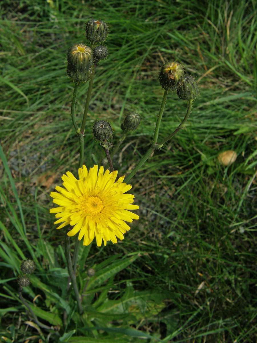 Mléč rolní (Sonchus arvensis L.)