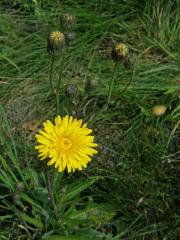 Mléč rolní (Sonchus arvensis L.)