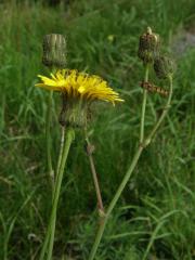 Mléč rolní (Sonchus arvensis L.)