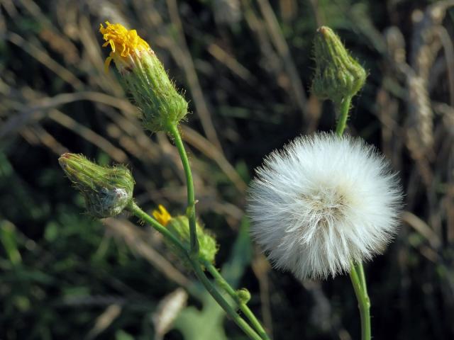 Mléč rolní (Sonchus arvensis L.)