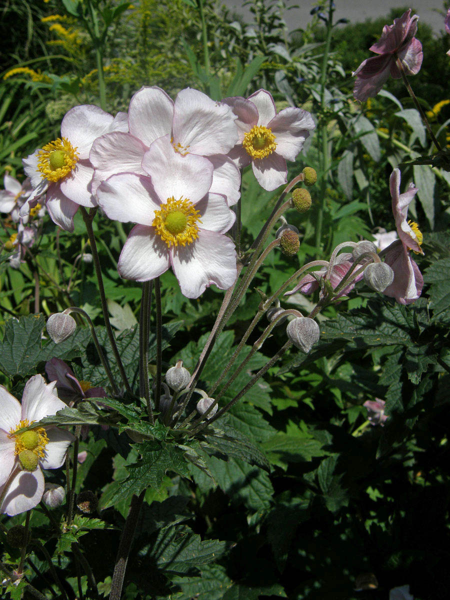 Sasanka (Anemone hupehensis)