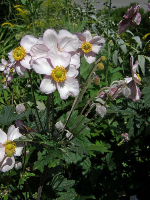 Sasanka (Anemone hupehensis)