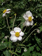 Sasanka (Anemone hupehensis)