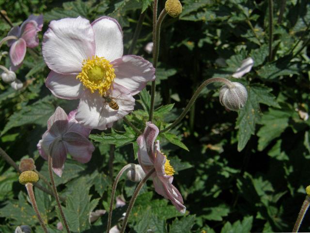 Sasanka (Anemone hupehensis)