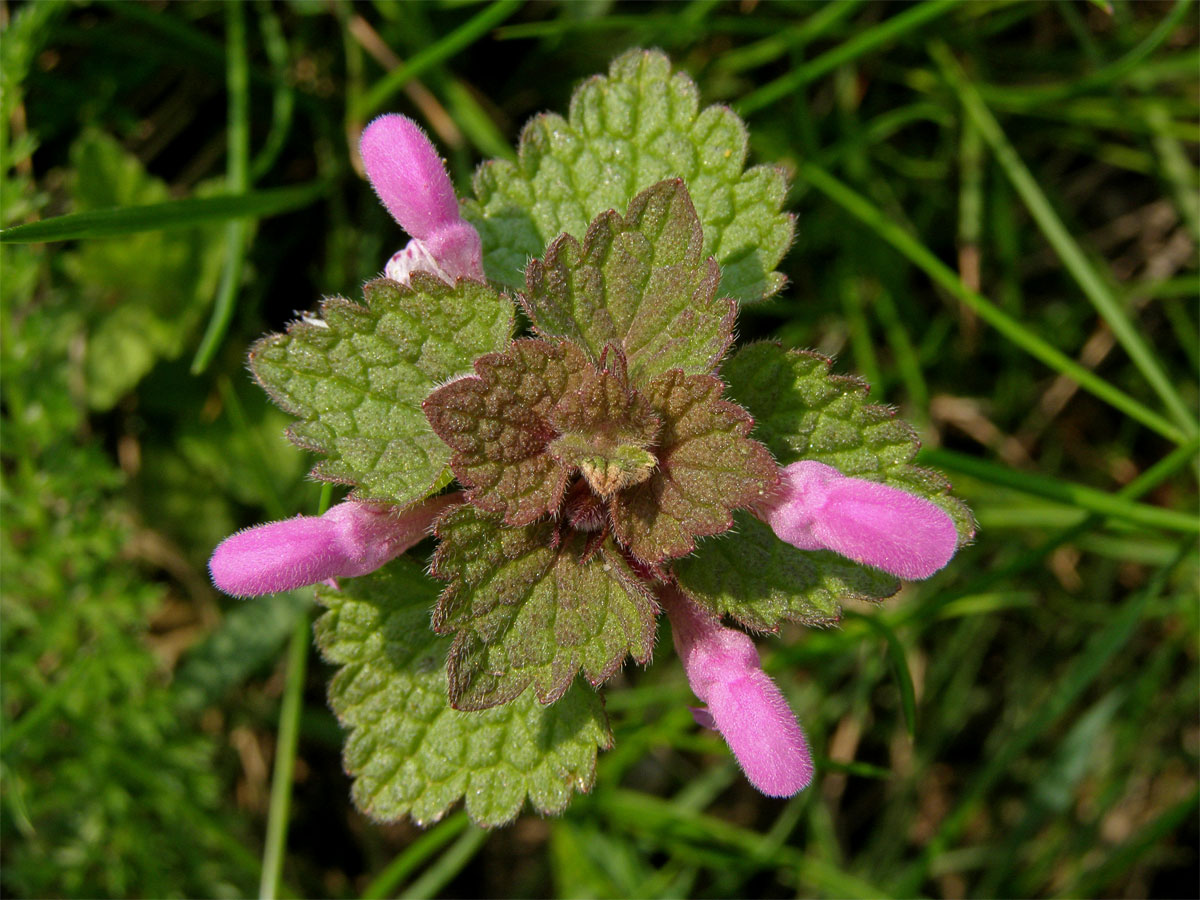 Hluchavka nachová (Lamium purpureum L.)