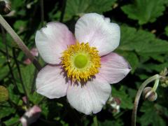 Sasanka (Anemone hupehensis)