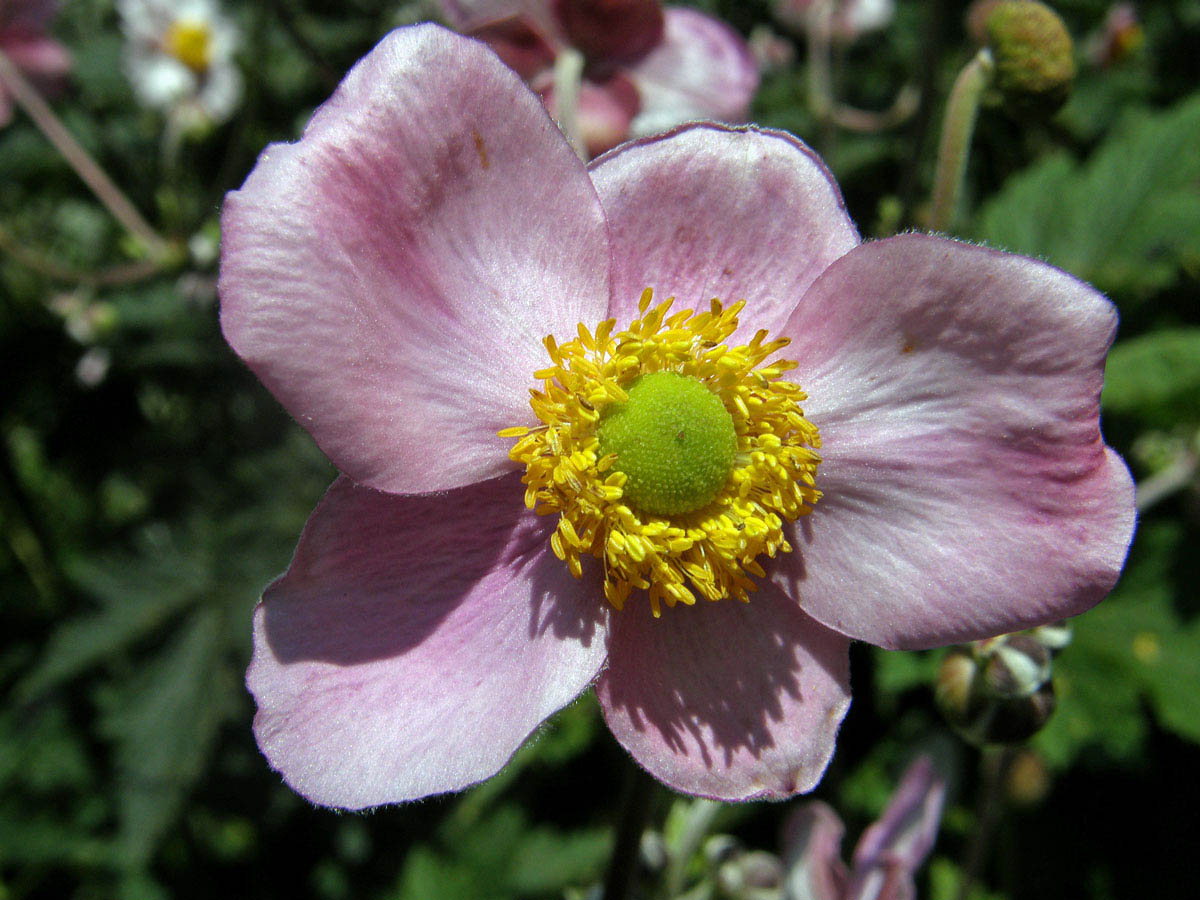 Sasanka (Anemone hupehensis)