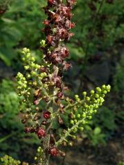 Kýchavice černá (Veratrum nigrum L.)