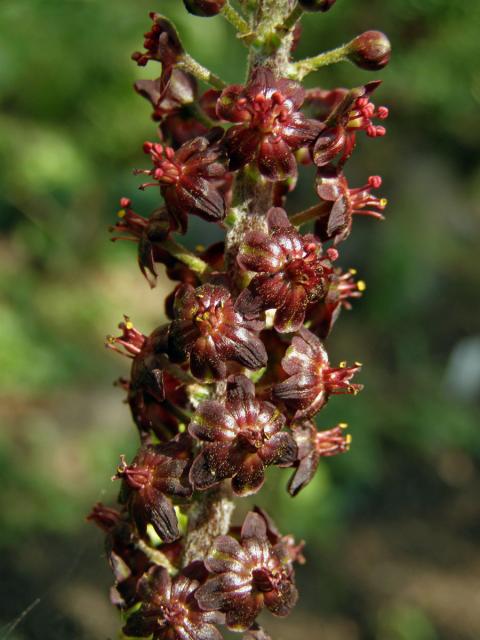 Kýchavice černá (Veratrum nigrum L.)