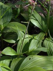 Kýchavice černá (Veratrum nigrum L.)