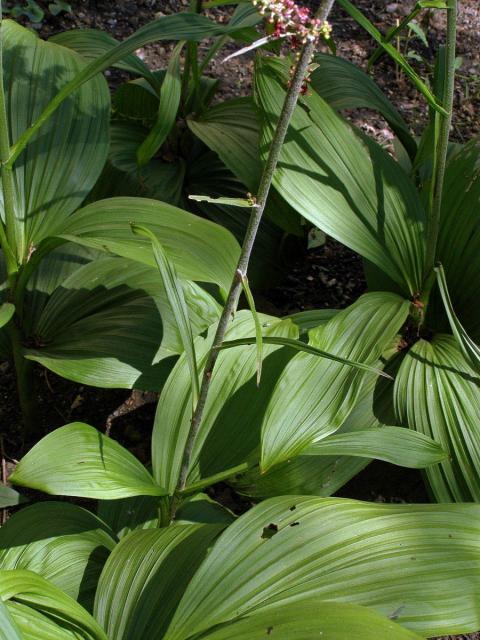 Kýchavice černá (Veratrum nigrum L.)