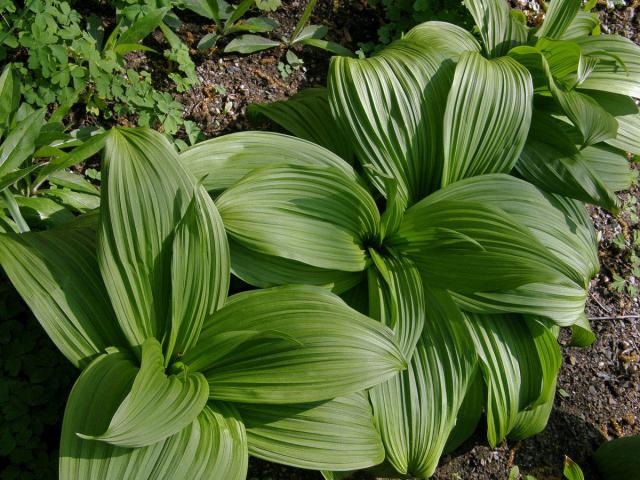 Kýchavice černá (Veratrum nigrum L.)