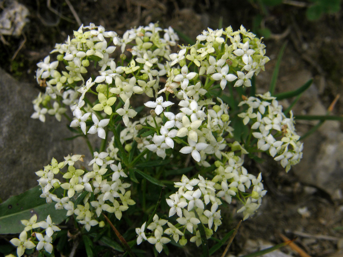 Svízel nestejnolistý (Galium anisophyllon Vill.)