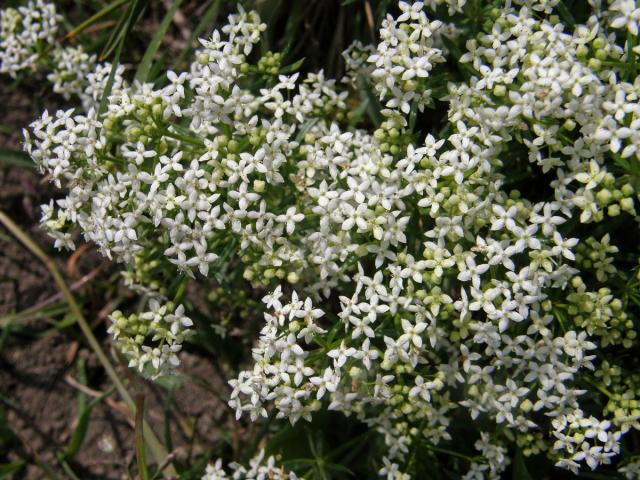 Svízel nestejnolistý (Galium anisophyllon Vill.)