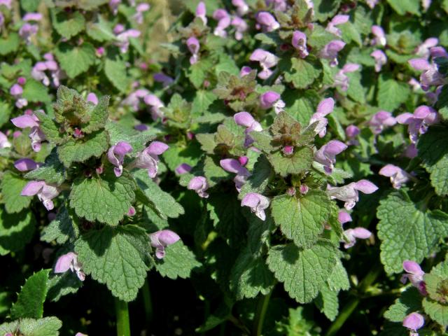 Hluchavka nachová (Lamium purpureum L.)