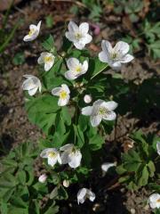 Zapalice žluťucholistá (Isopyrum thalictroides L.)