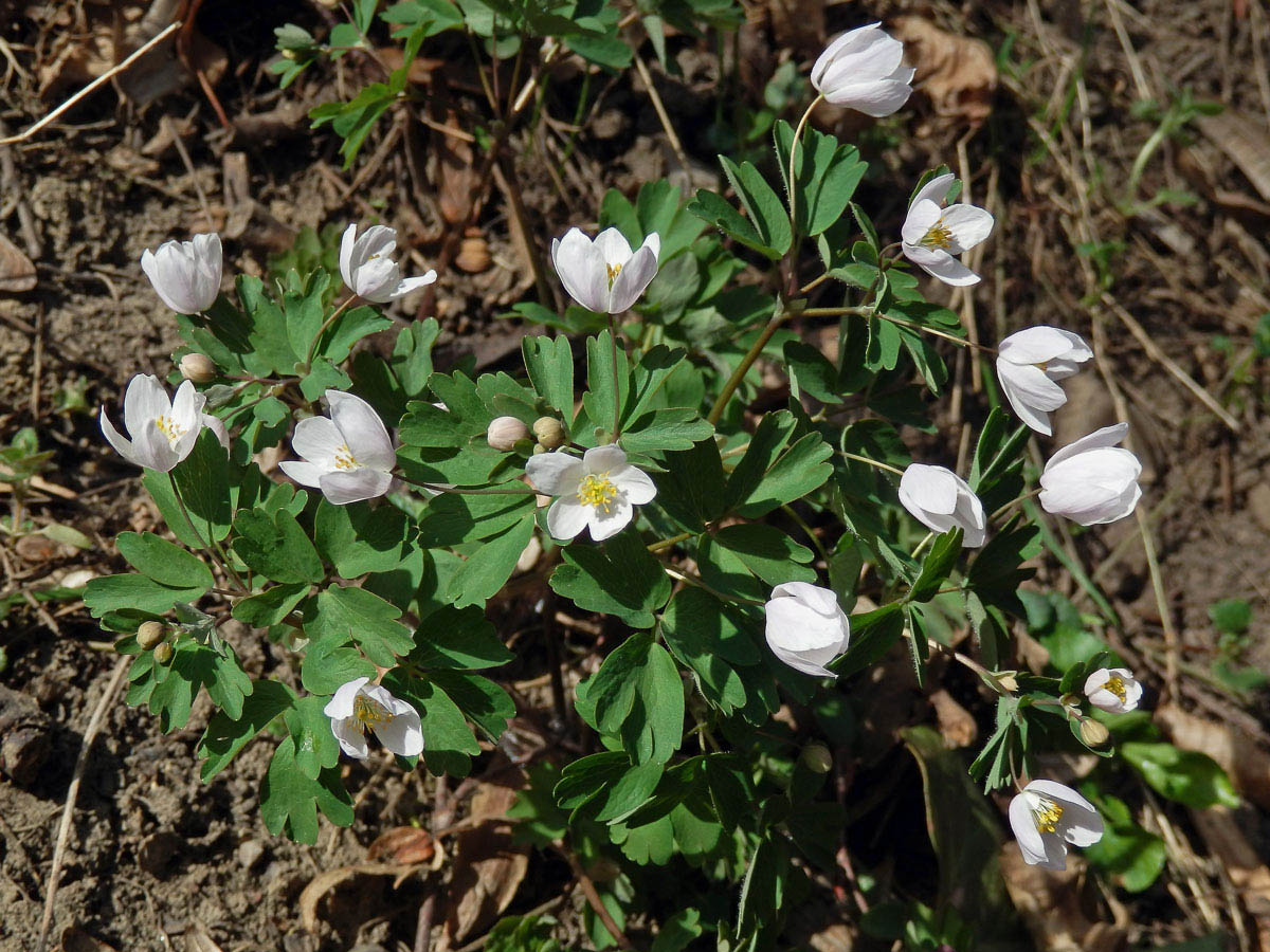 Zapalice žluťucholistá (Isopyrum thalictroides L.)