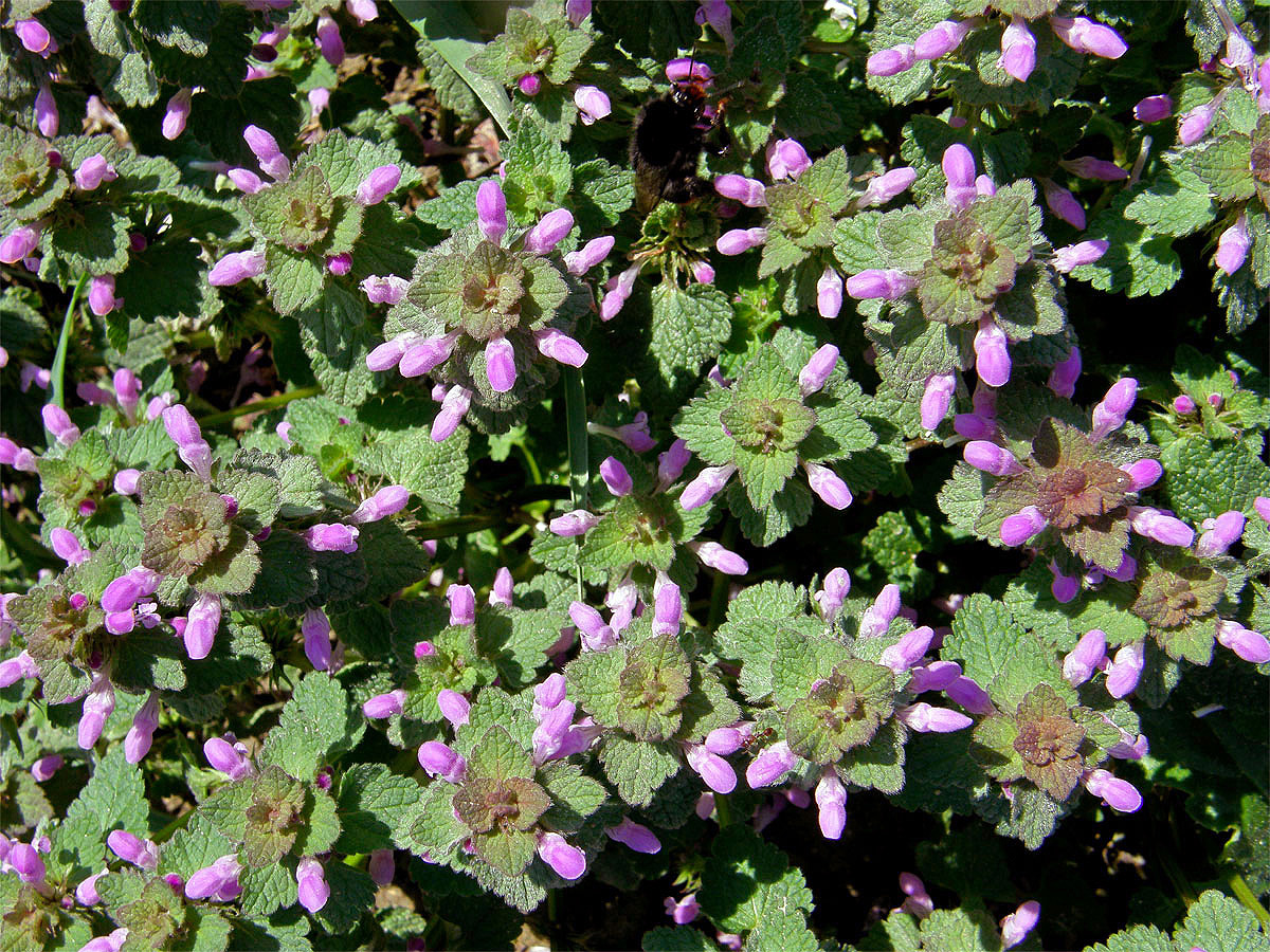 Hluchavka nachová (Lamium purpureum L.)