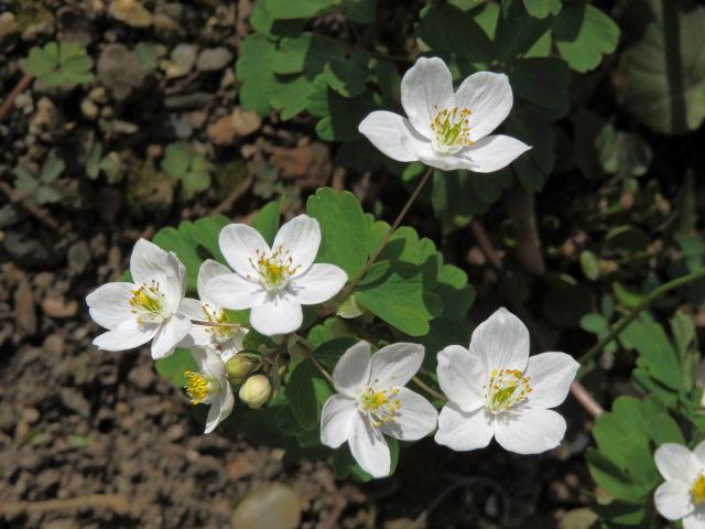 Zapalice žluťucholistá (Isopyrum thalictroides L.)