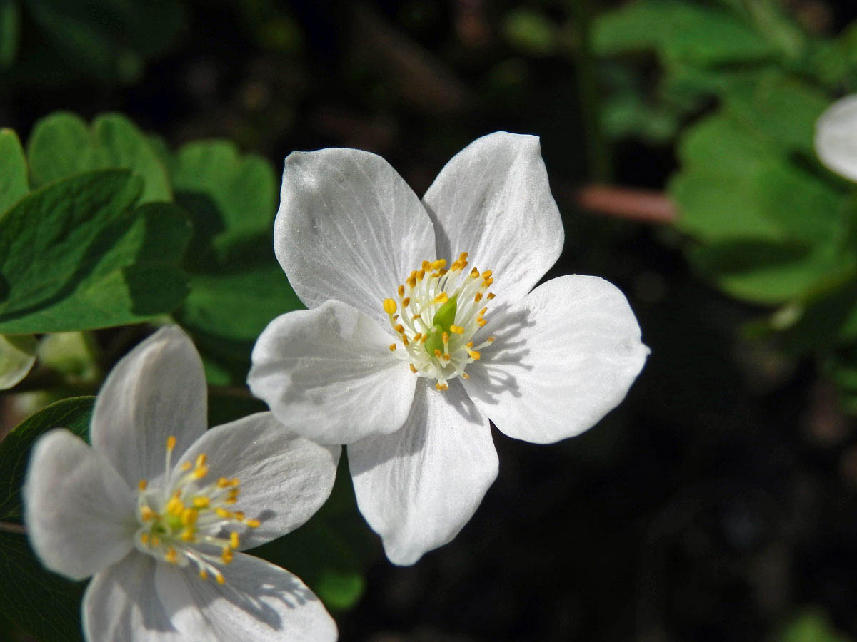 Zapalice žluťucholistá (Isopyrum thalictroides L.)