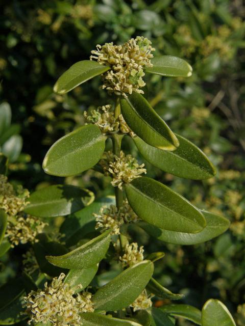 Zimostráz vždyzelený (Buxus sempervirens L.)