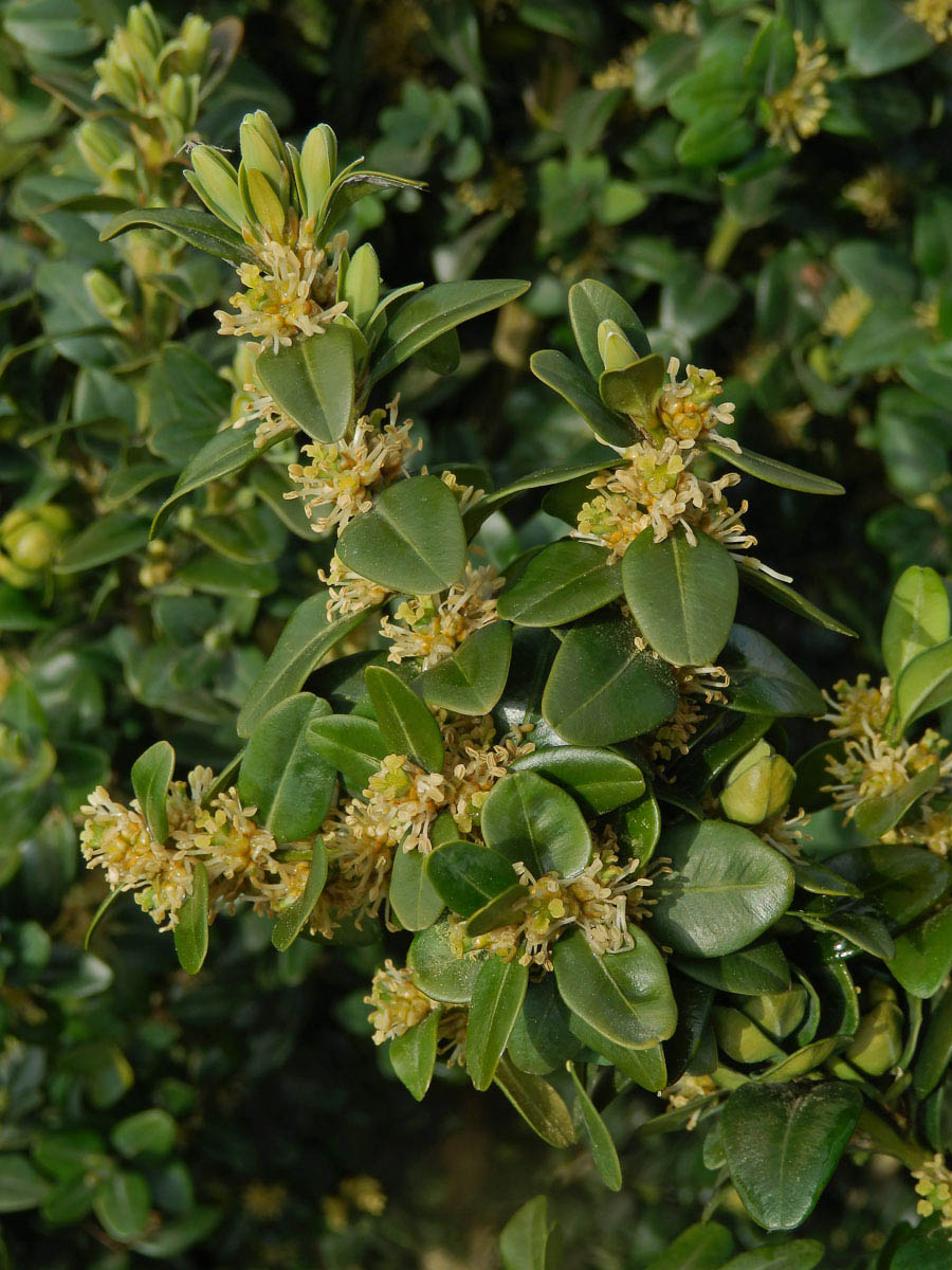 Zimostráz vždyzelený (Buxus sempervirens L.)