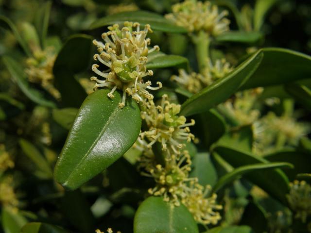 Zimostráz vždyzelený (Buxus sempervirens L.)