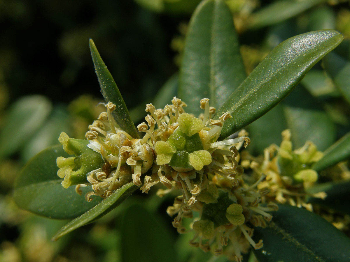 Zimostráz vždyzelený (Buxus sempervirens L.)