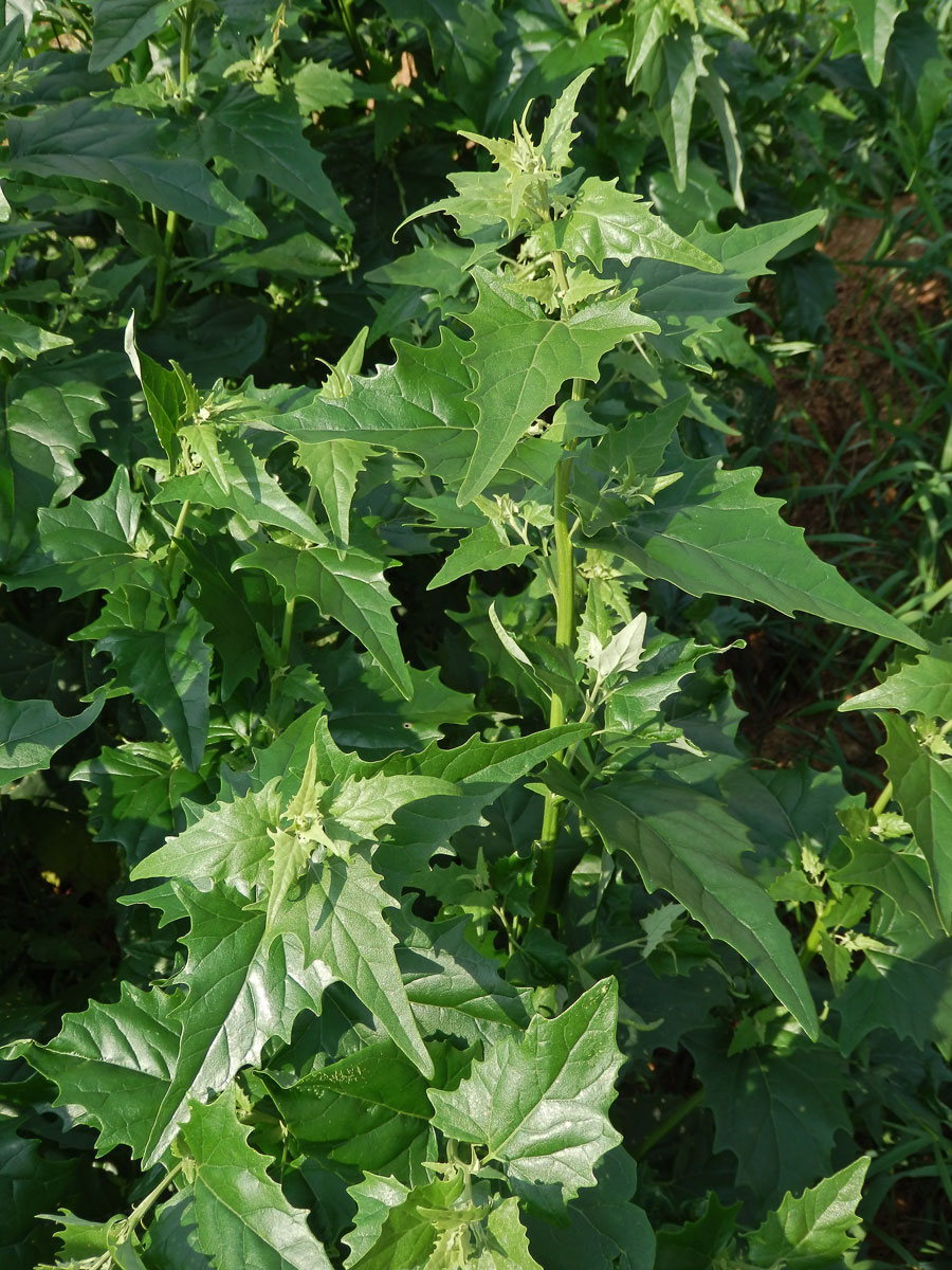 Lebeda lesklá (Atriplex sagittata Borkh.)