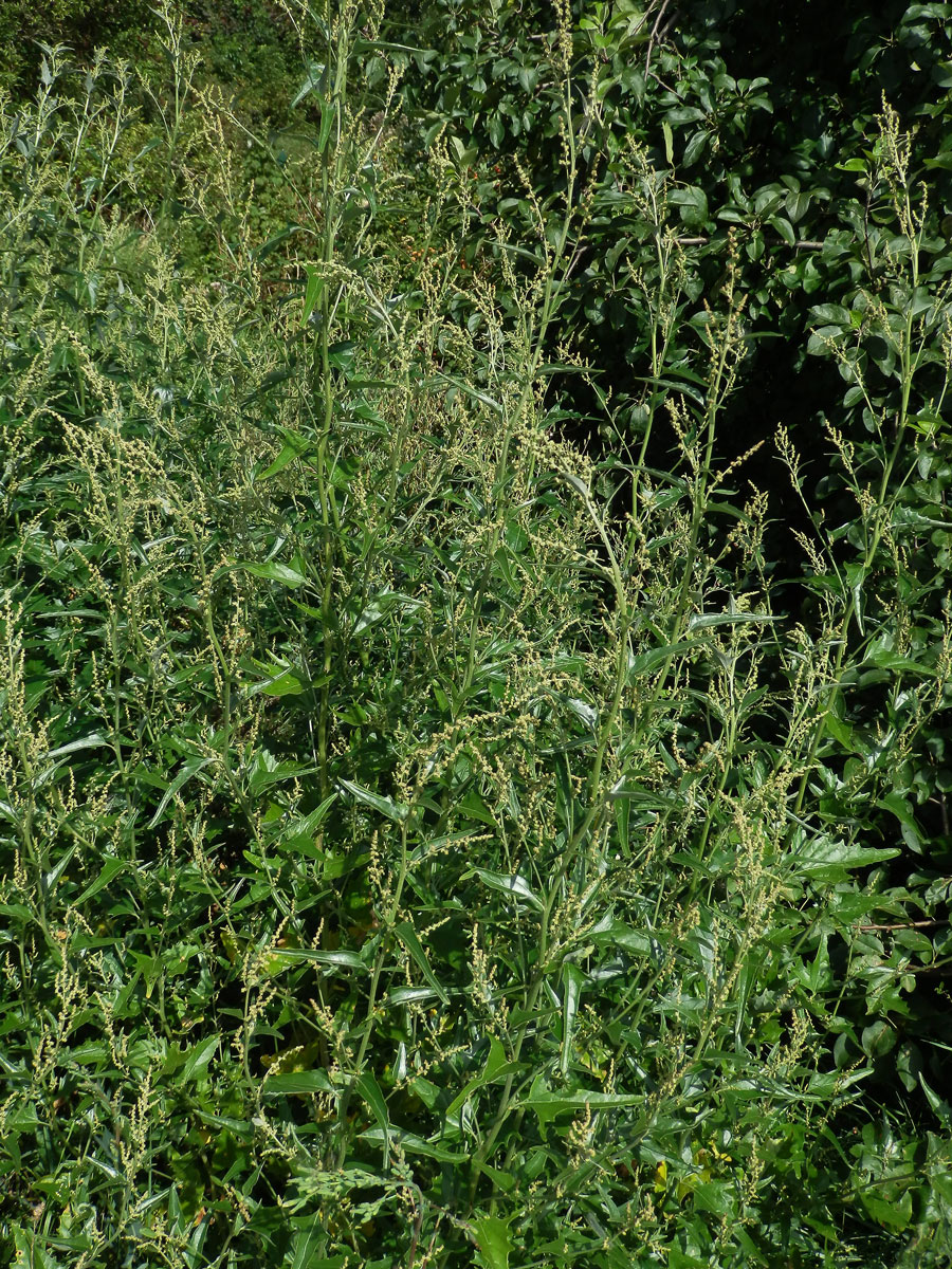 Lebeda lesklá (Atriplex sagittata Borkh.)