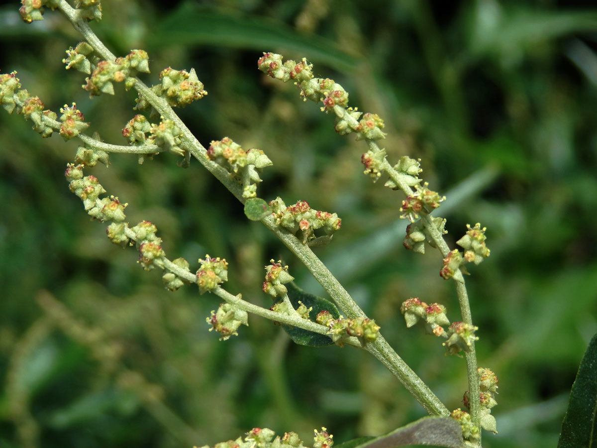 Lebeda lesklá (Atriplex sagittata Borkh.)