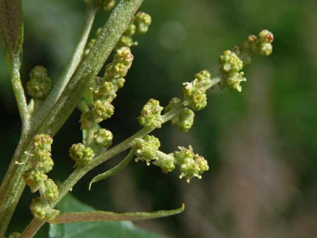 Lebeda lesklá (Atriplex sagittata Borkh.)