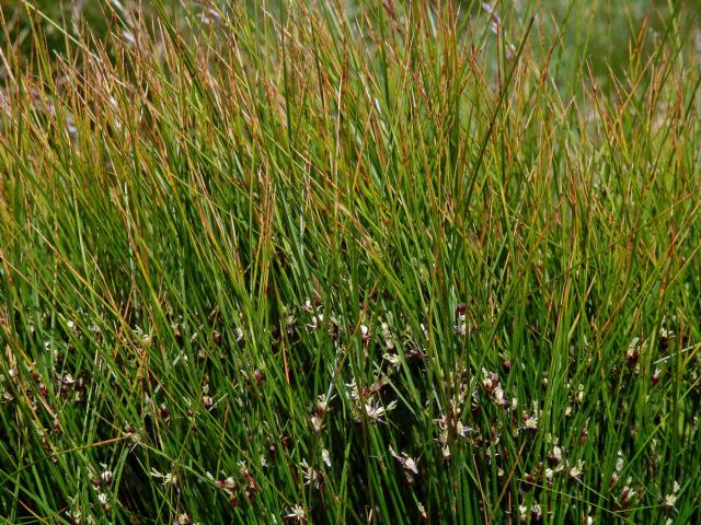 Sítina trojklaná (Juncus trifidus L.)