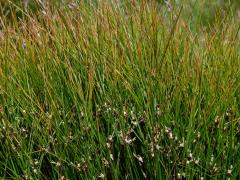 Sítina (Juncus L.)