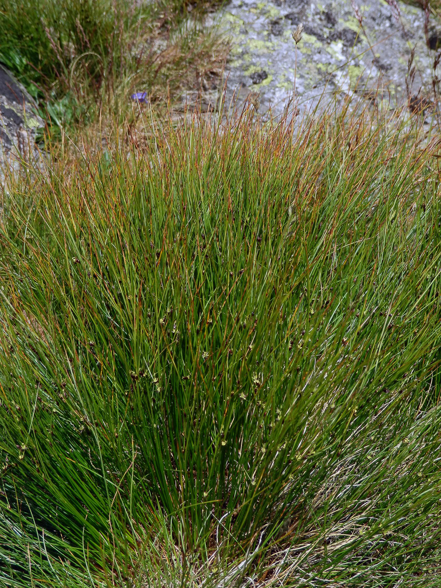 Sítina trojklaná (Juncus trifidus L.)