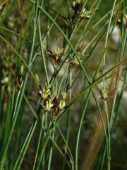 Sítina trojklaná (Juncus trifidus L.)