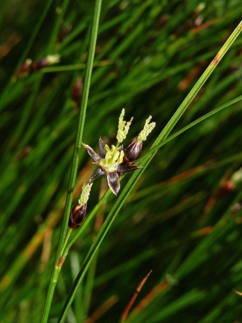 Sítina trojklaná (Juncus trifidus L.)