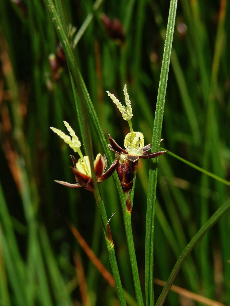 Sítina trojklaná (Juncus trifidus L.)