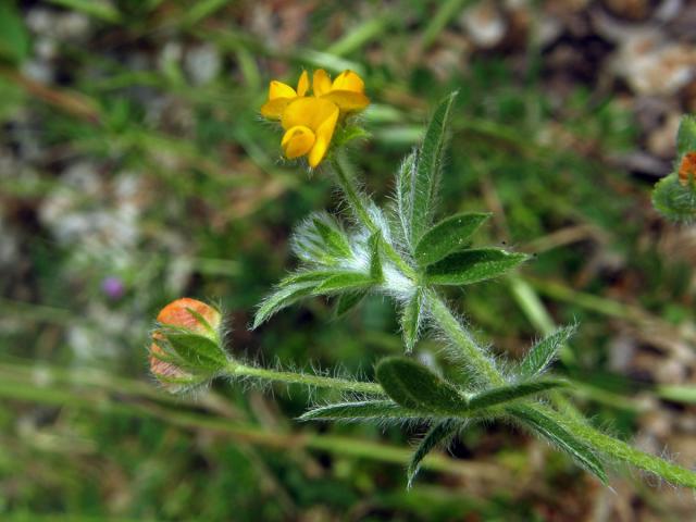 Hymenocarpos circinnatus (L.) Savi