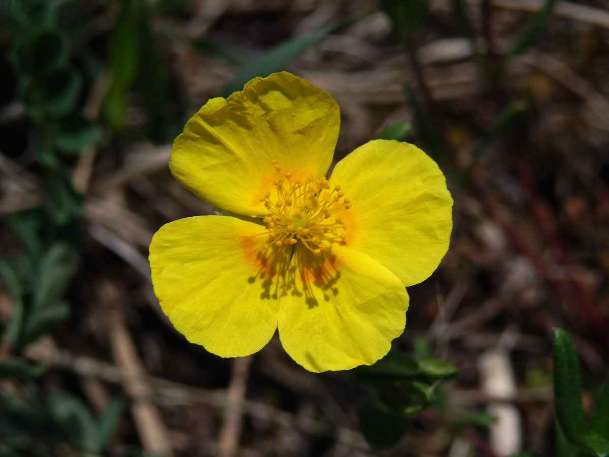 Devaterník velkokvětý (Helianthemum grandiflorum (Scop.) DC.) s čtyřčetným květem