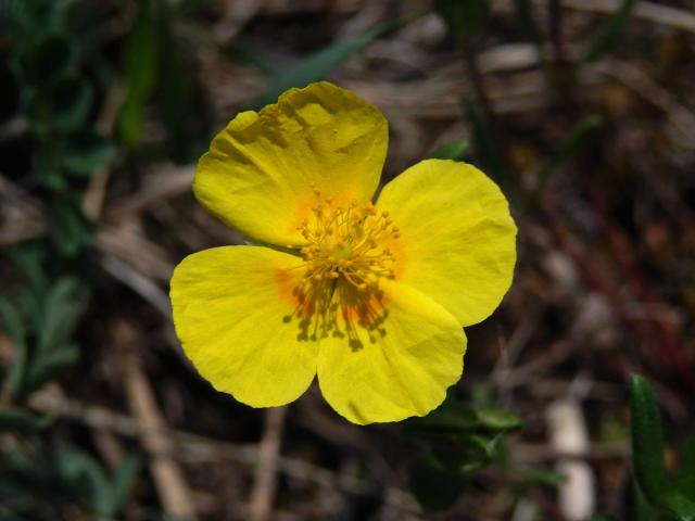 Devaterník velkokvětý (Helianthemum grandiflorum (Scop.) DC.) s čtyřčetným květem