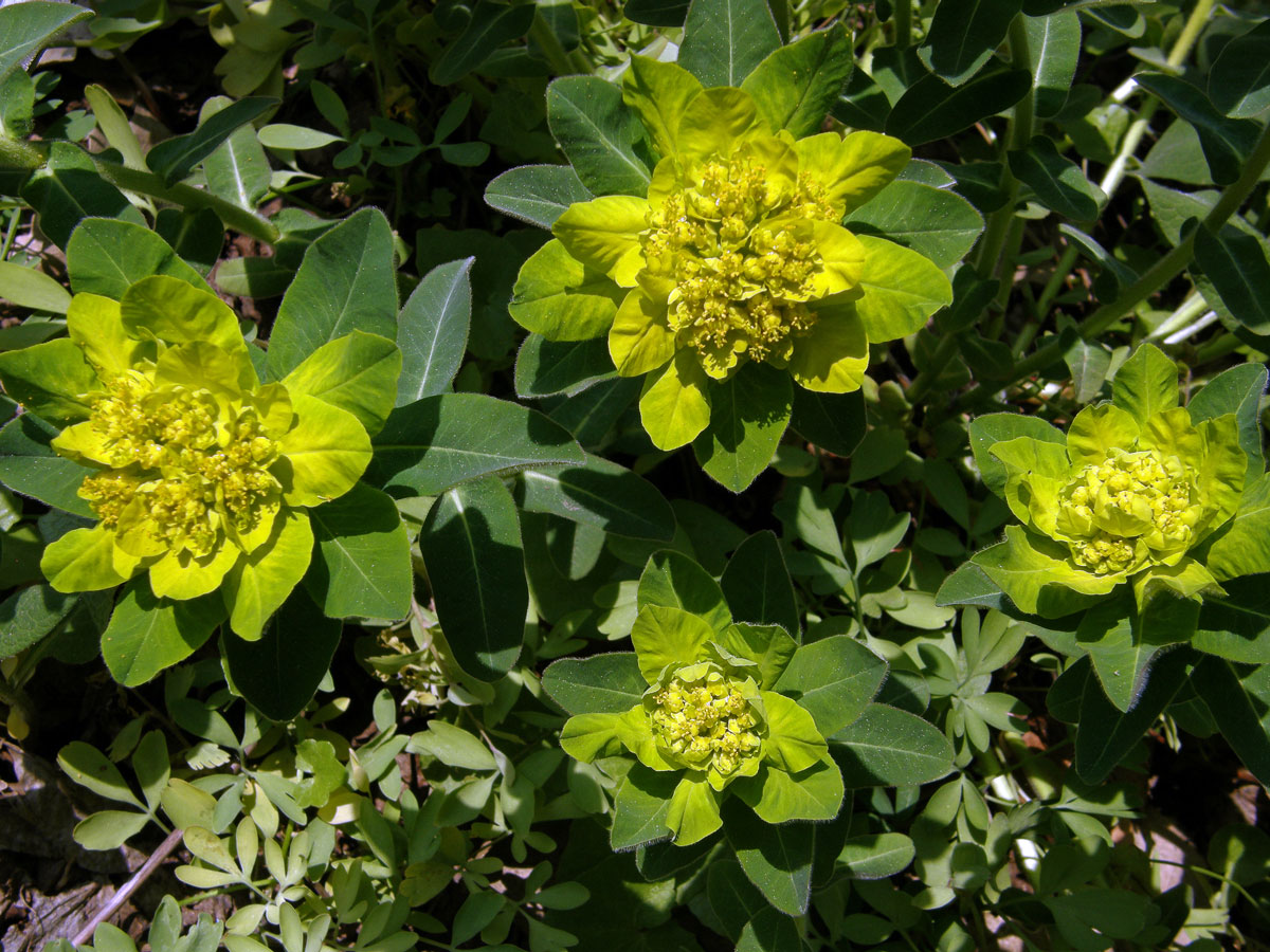 Pryšec mnohobarvý (Euphorbia polychroma Kern.)