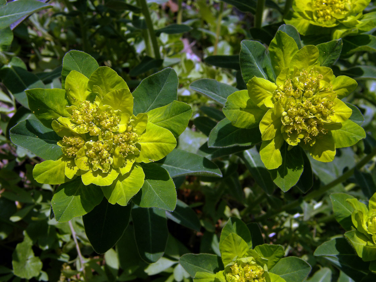 Pryšec mnohobarvý (Euphorbia polychroma Kern.)