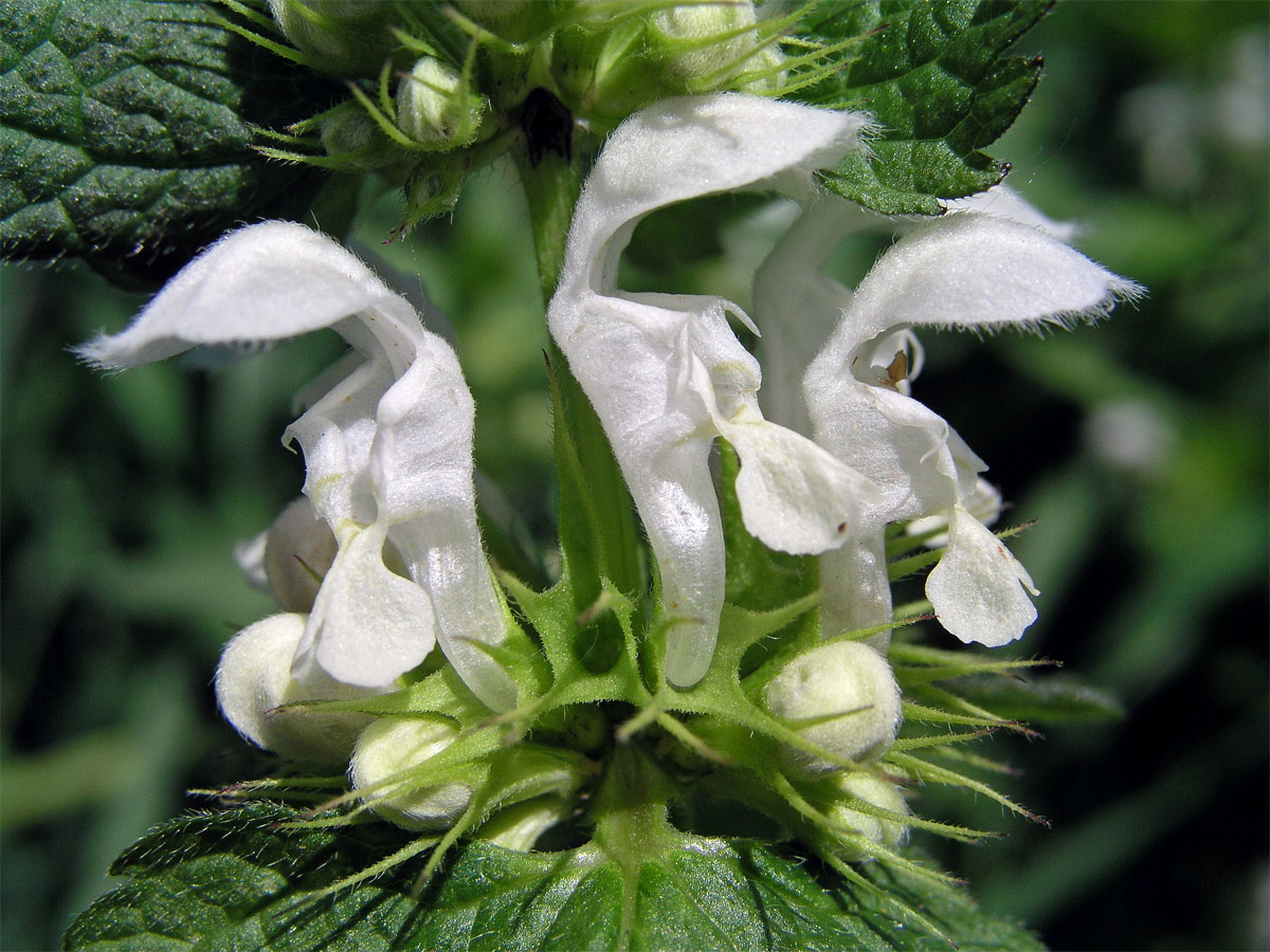 Hluchavka bílá (Lamium album L.)